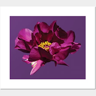 Peonies - Magenta Peony Posters and Art